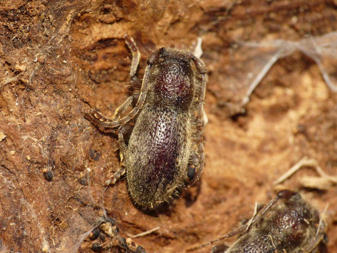 Parmena...quale? P. pubescens pubescens